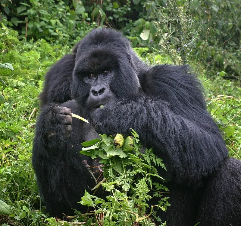 Gorilla filming using gorilla habituation permits.