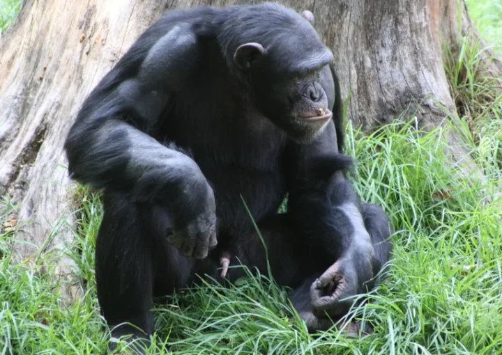 Gorilla males have disproportionately small genitalia-Gorilla safaris.