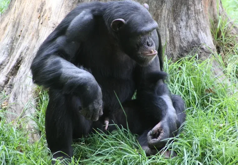 Gorilla males have disproportionately small genitalia-Gorilla safaris.