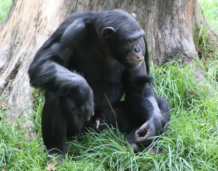 Gorilla males have disproportionately small genitalia-Gorilla safaris.