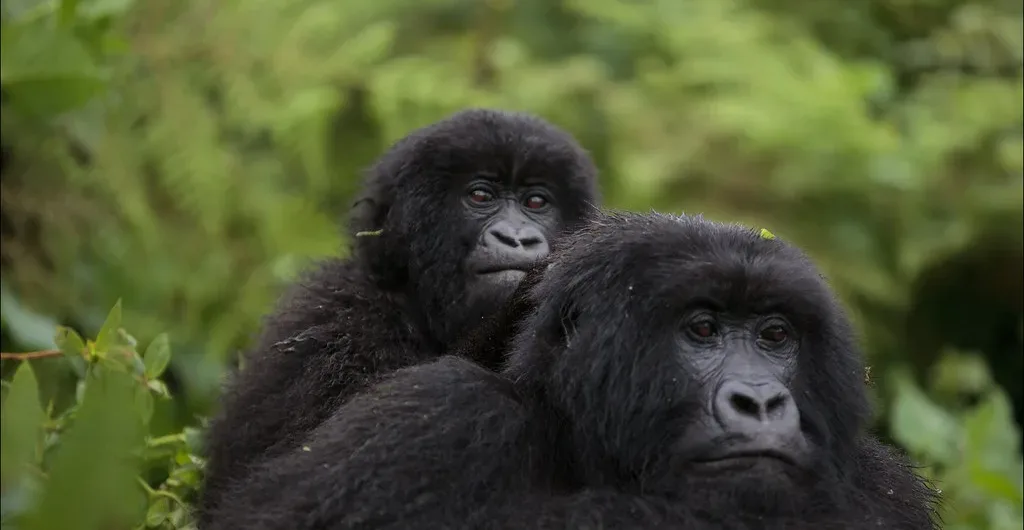 Gorilla permit booking | Gorilla Trekking in Uganda | Bwindi forest