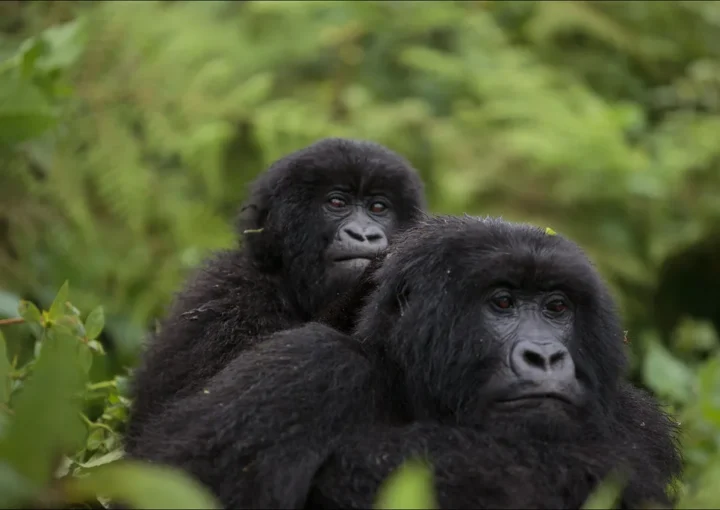 Gorilla permit booking | Gorilla Trekking in Uganda | Bwindi forest