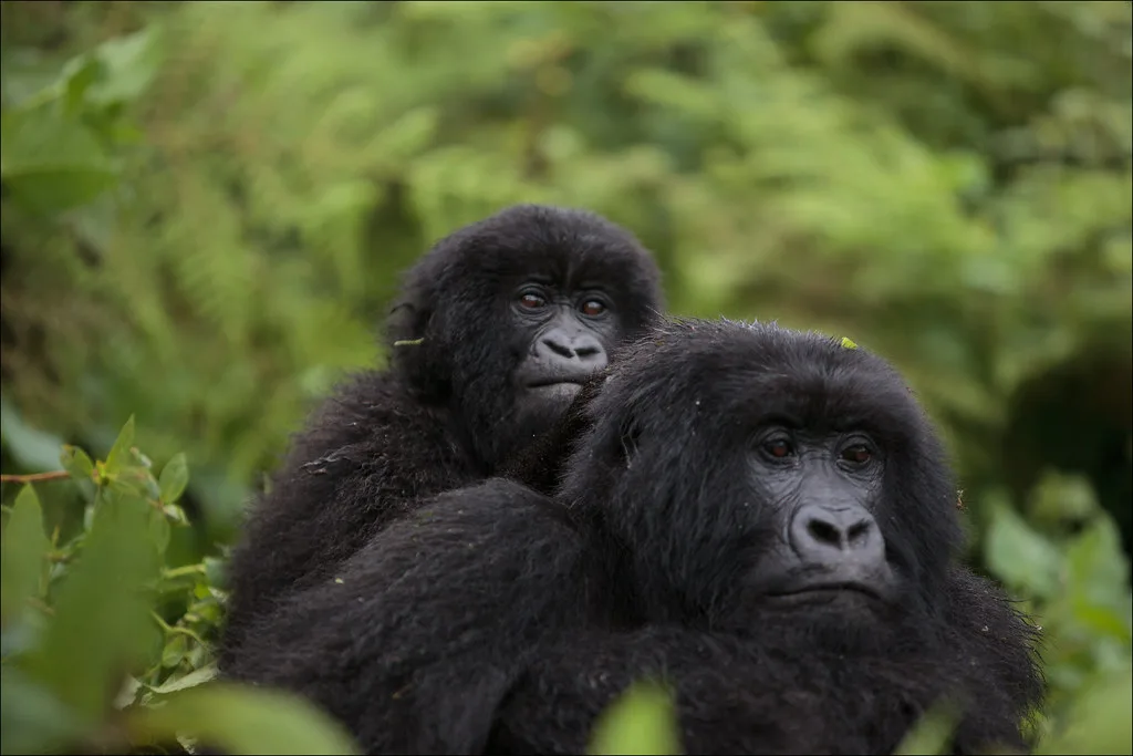 Gorilla permit booking | Gorilla Trekking in Uganda | Bwindi forest