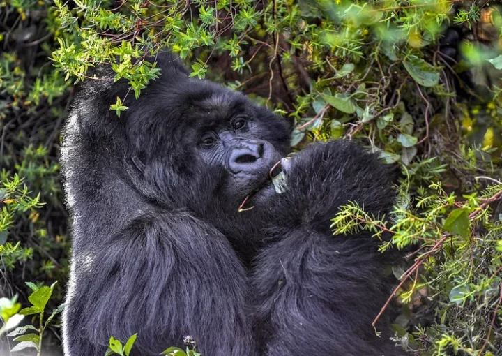 Gorilla permit overbooking - Gorilla trekking safaris and tours.