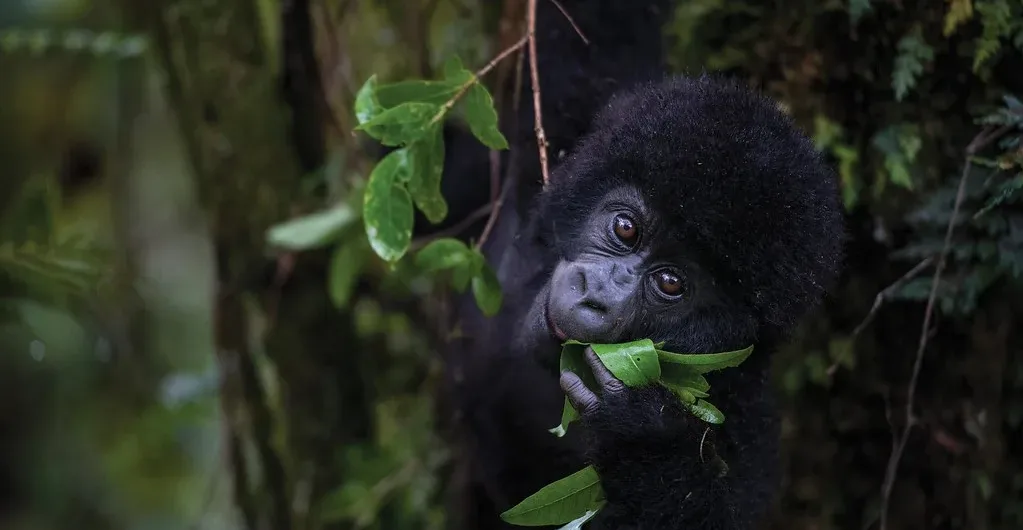 Gorilla trekking in Mgahinga,