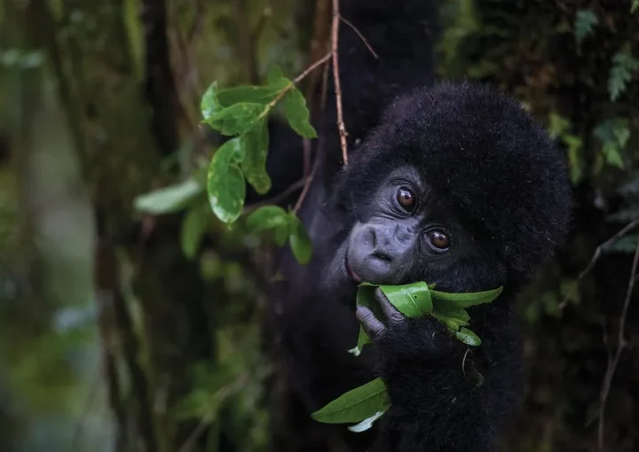 Gorilla trekking in Mgahinga,