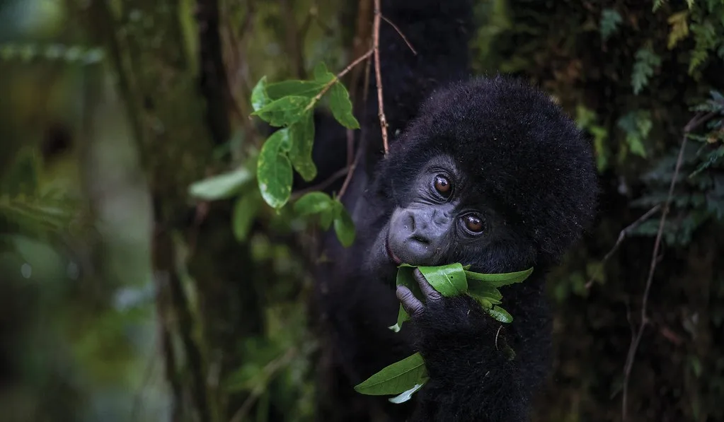 Gorilla trekking in Mgahinga,