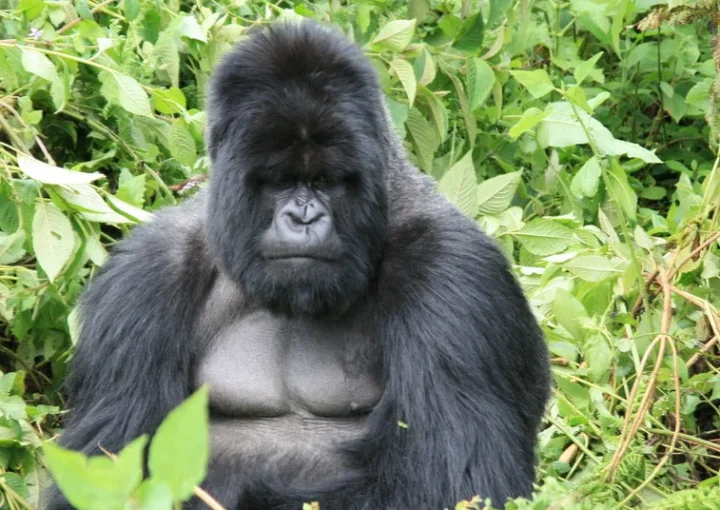 Gorilla trekking in Ruanda - Rwanda gorilla trekking tours and safaris.