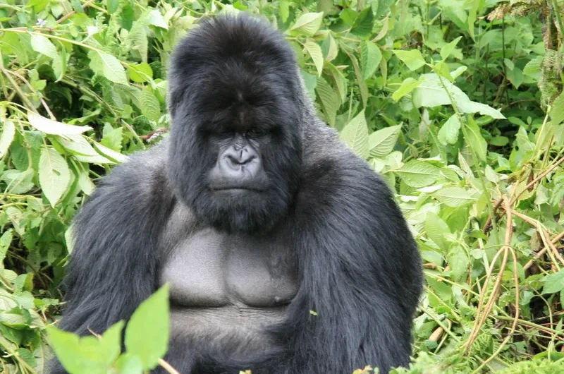 Gorilla trekking in Ruanda - Rwanda gorilla trekking tours and safaris.