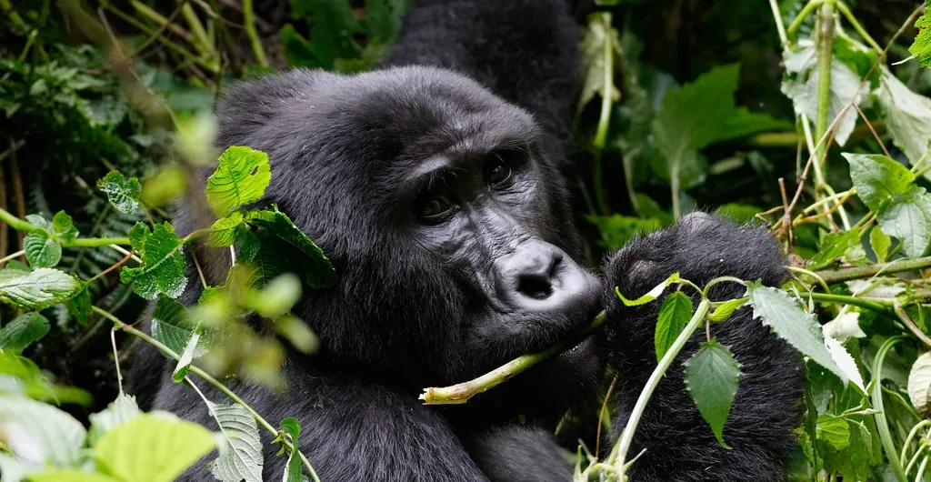 Gorilla trekking parks | Bwindi impenetrable forest | Mountain Gorillas