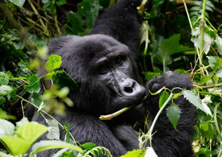Gorilla trekking parks | Bwindi impenetrable forest | Mountain Gorillas
