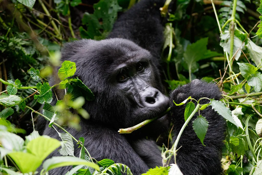 Gorilla trekking parks | Bwindi impenetrable forest | Mountain Gorillas
