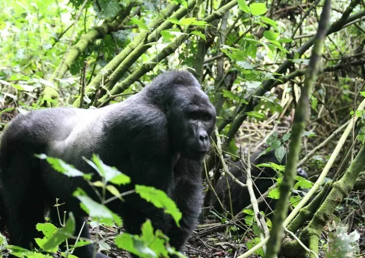 Gorilla trekking sedan chairs Bwindi.