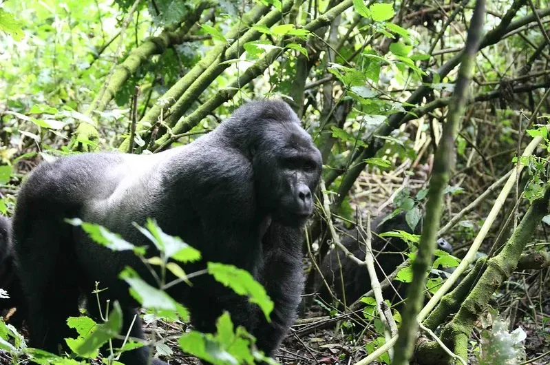 Gorilla trekking sedan chairs Bwindi.