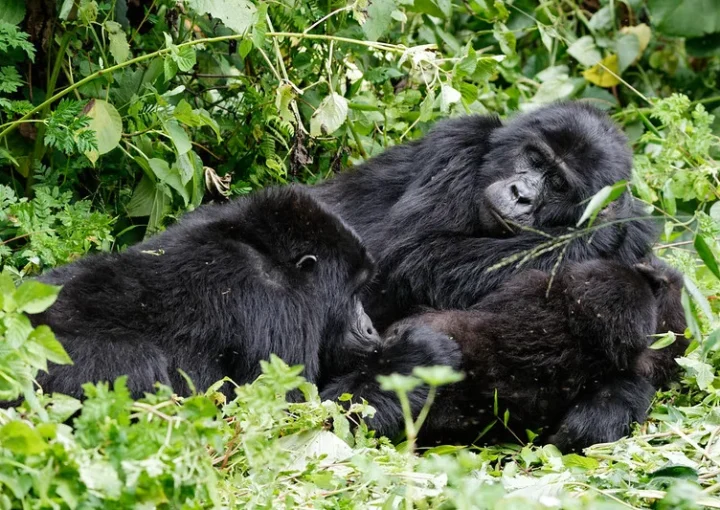 Gorilla watching uganda packages.