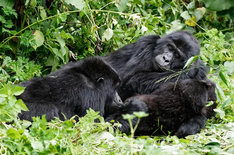 Gorilla watching uganda packages.