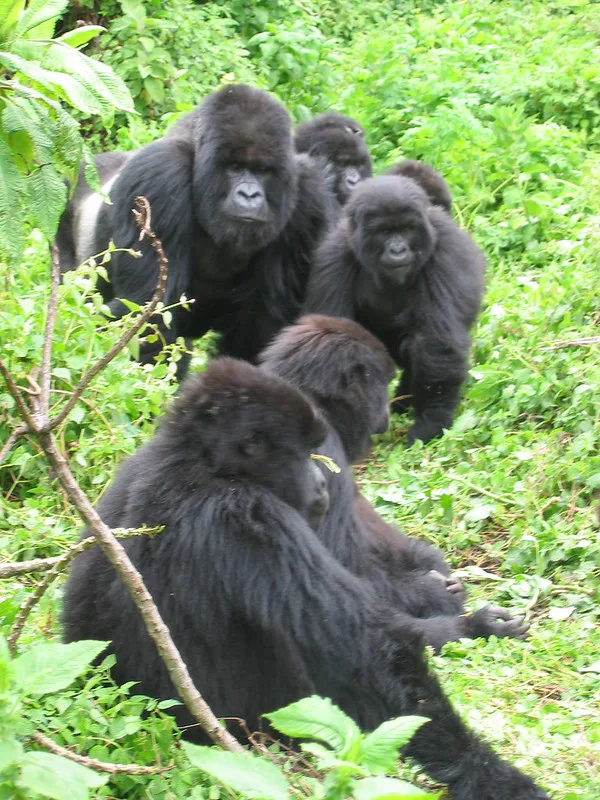 Gorillas by the Numbers - Gorilla trekking safaris.