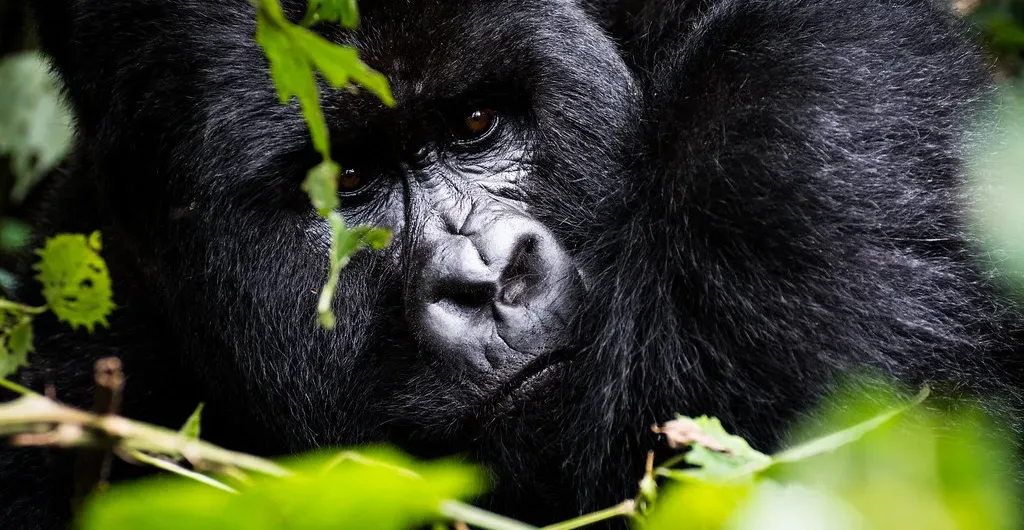 How Gorillas Feed