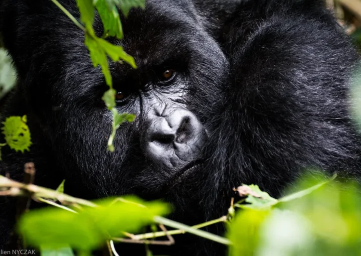 How Gorillas Feed