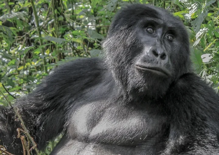 How different is gorilla habituation from gorilla trekking.