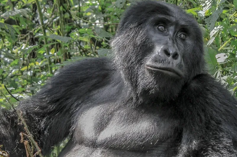 How different is gorilla habituation from gorilla trekking.