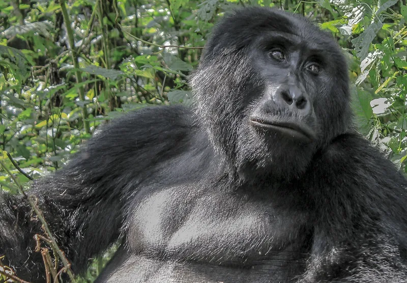 How different is gorilla habituation from gorilla trekking.