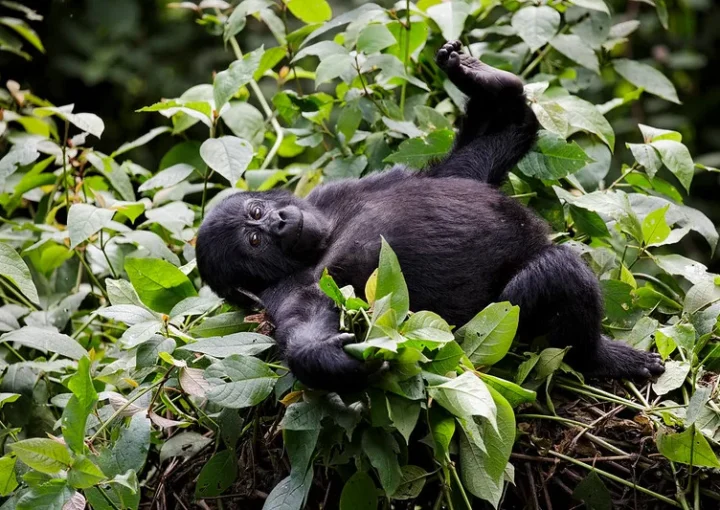 How many gorilla permits are available in Uganda.