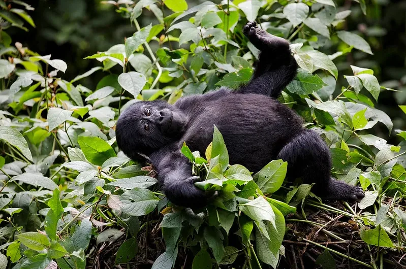 How many gorilla permits are available in Uganda.