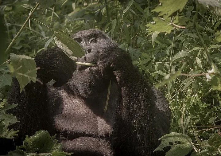 How much is a gorilla trekking permit in Uganda and Rwanda