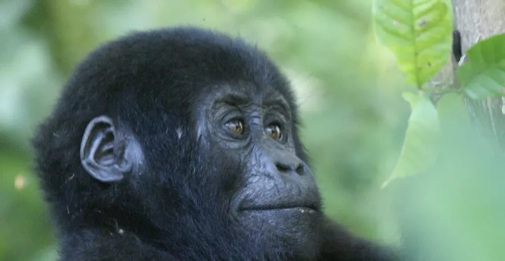 How to plan for a summer holiday gorilla trek to Uganda