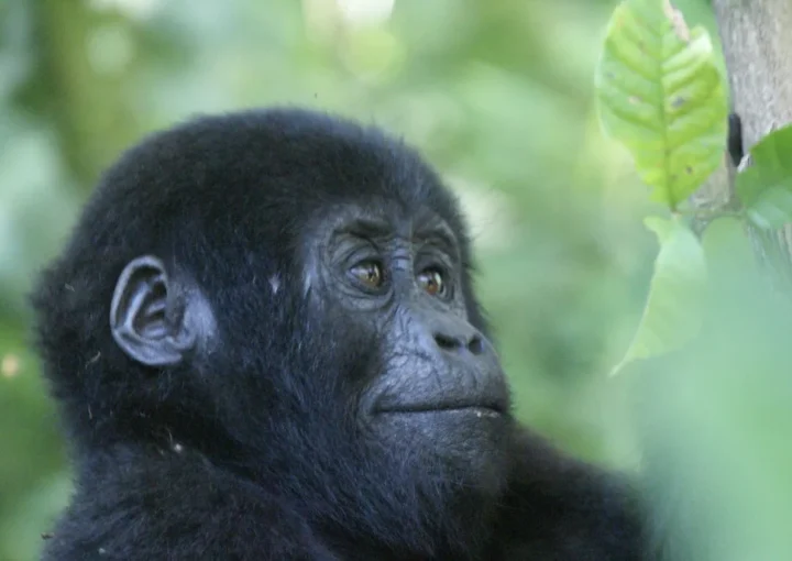 How to plan for a summer holiday gorilla trek to Uganda