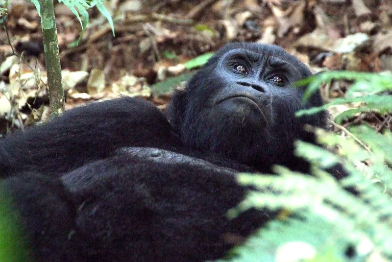 Improving Gorilla trekking Experience in Uganda Bwindi.