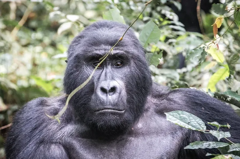 Included in a budget gorilla habituation safari Bwindi.