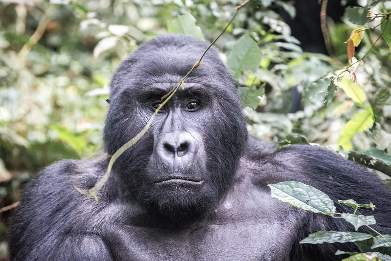 Included in a budget gorilla habituation safari Bwindi.