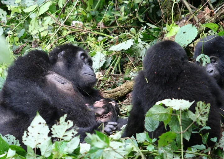 Katwe gorilla family, Katwe gorilla group, Buhoma