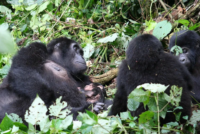 Katwe gorilla family, Katwe gorilla group, Buhoma