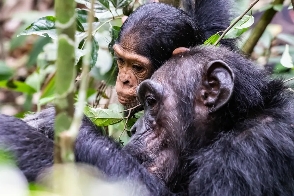 Kibale Forest National Game Park | Chimpanzee trekking