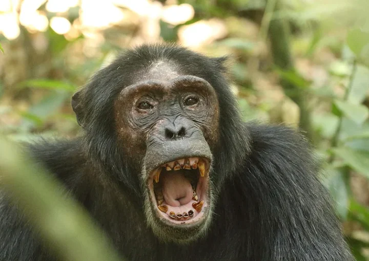 Kibale chimps to be trekked thrice a day in high season - Chimpanzee trekking safari and tours.