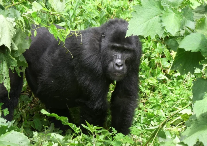 Kutu gorilla family under habituation.