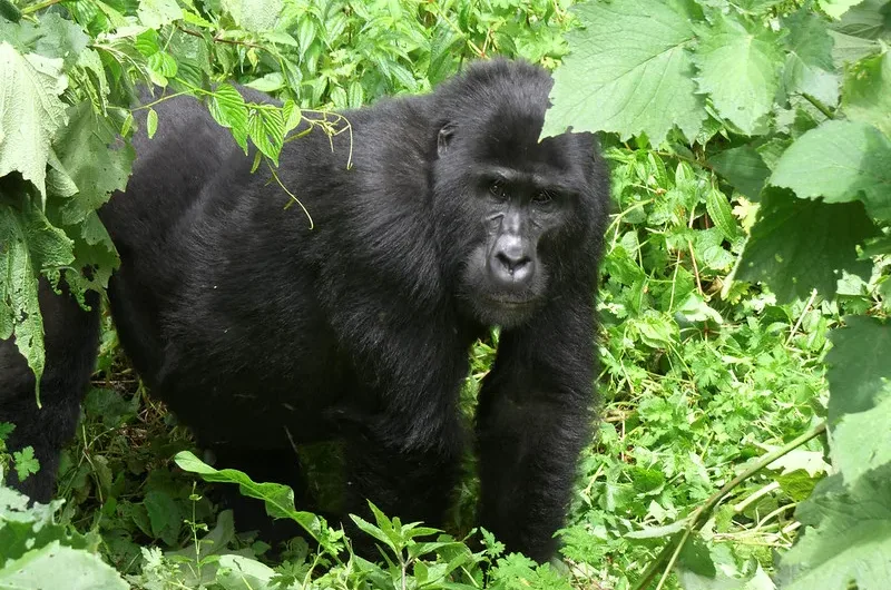 Kutu gorilla family under habituation.