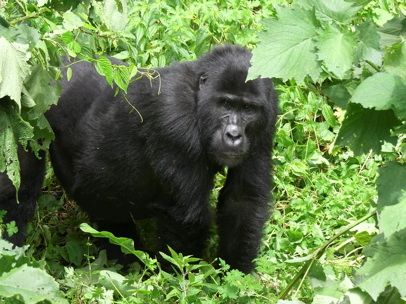 Kutu gorilla family under habituation.