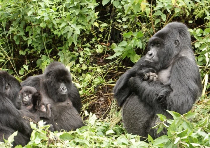 Kyaguriro Gorilla Family splits.