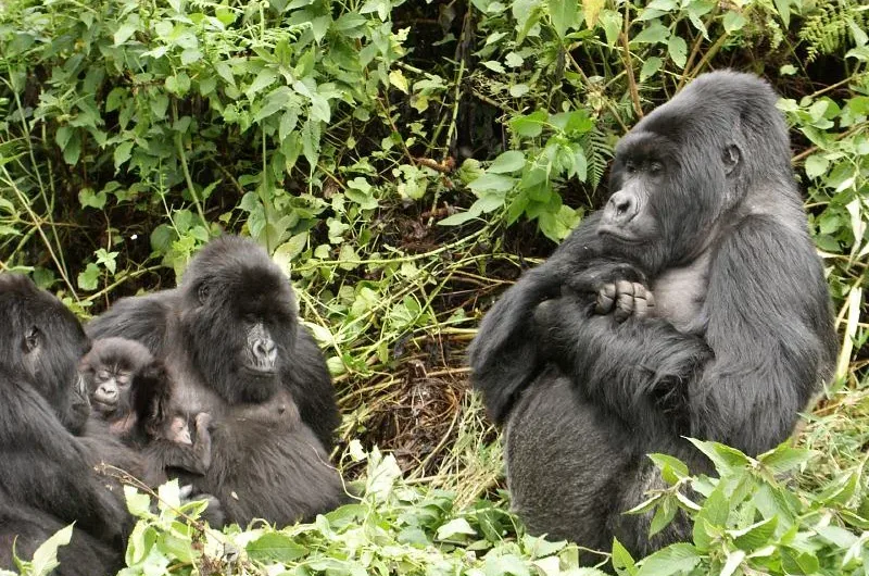 Kyaguriro Gorilla Family splits.