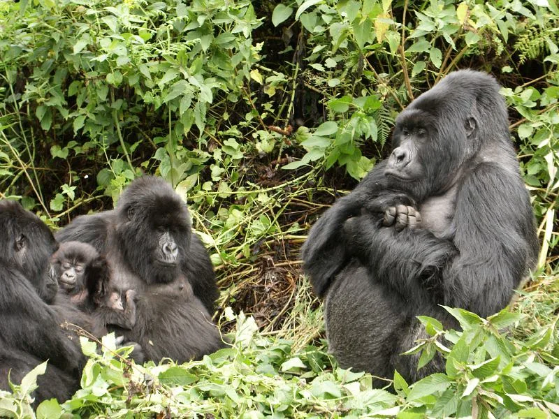 Kyaguriro Gorilla Family splits.