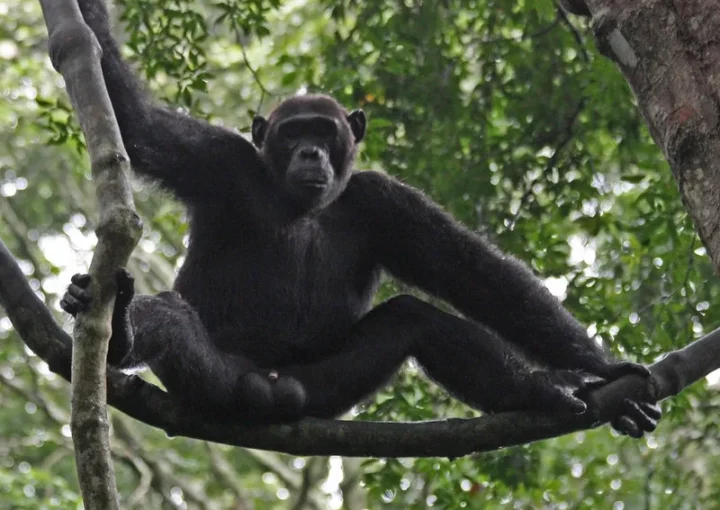 Kyambura gorge chimpanzee permits.