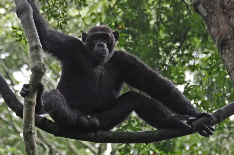 Kyambura gorge chimpanzee permits.