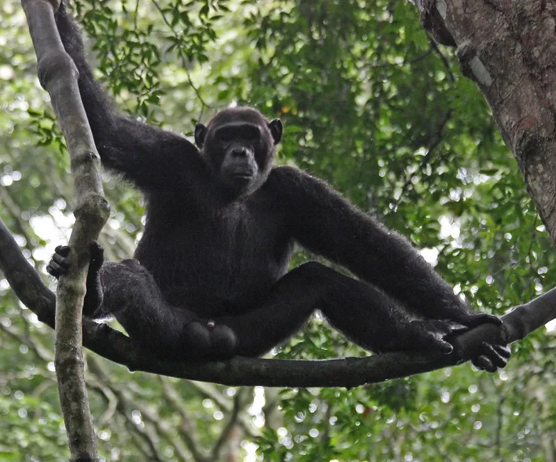 Kyambura gorge chimpanzee permits.