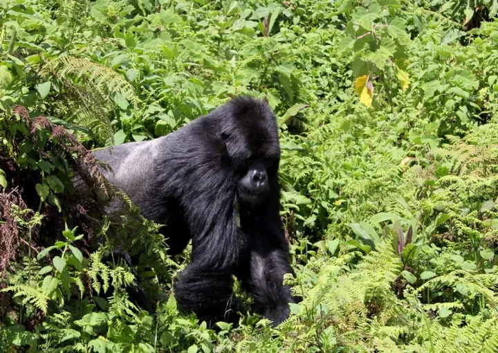 Latest gorilla trekking news