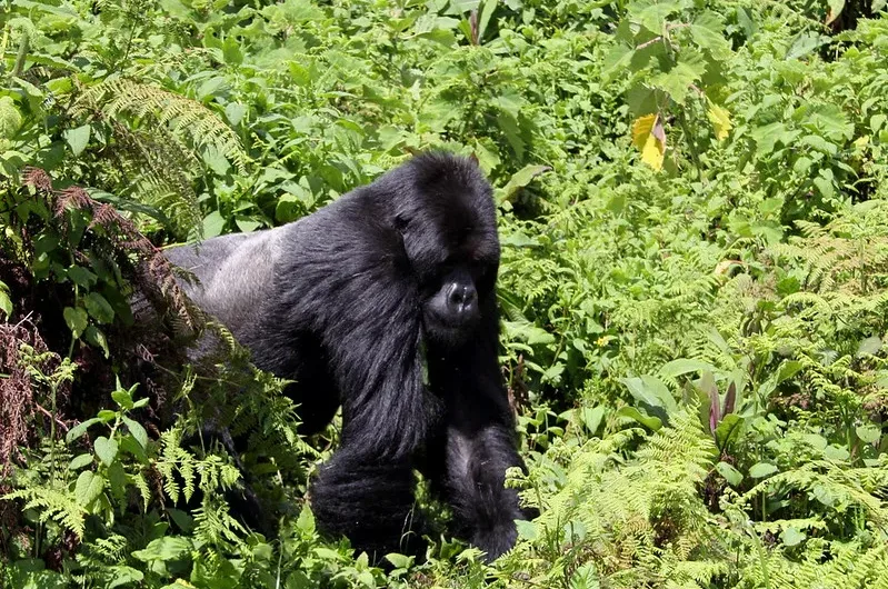 Latest gorilla trekking news