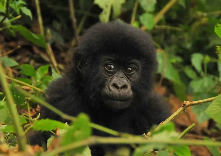 MOUNTAIN GORILLAS are not yet vocal.